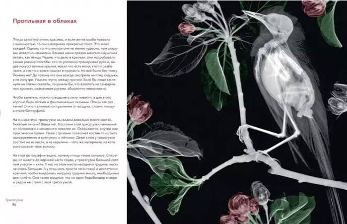 Вижу насквозь. Удивительные рентгеновские снимки животных фото книги 5