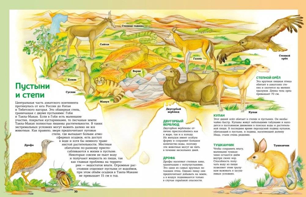 Атлас животных в картинках. Путешествие вокруг света фото книги 5