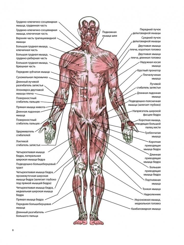 Анатомия лечебной растяжки фото книги 5