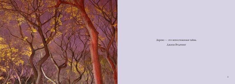 Деревья. Красота и гармония фото книги 2