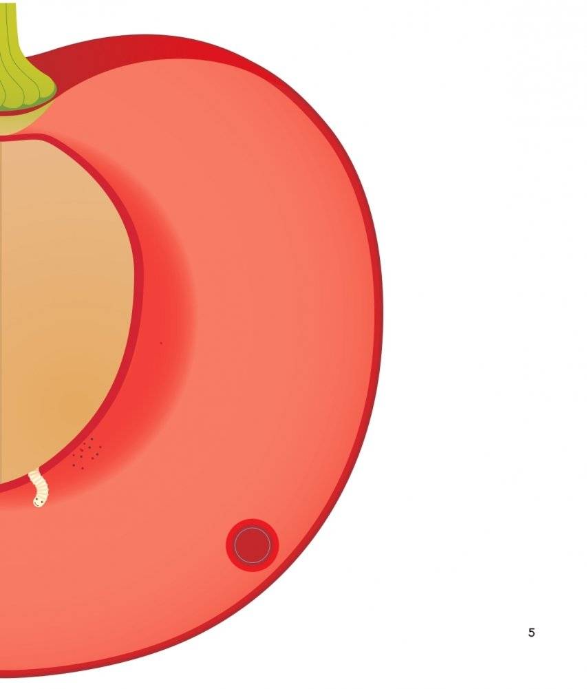 Что за фрукт? фото книги 5