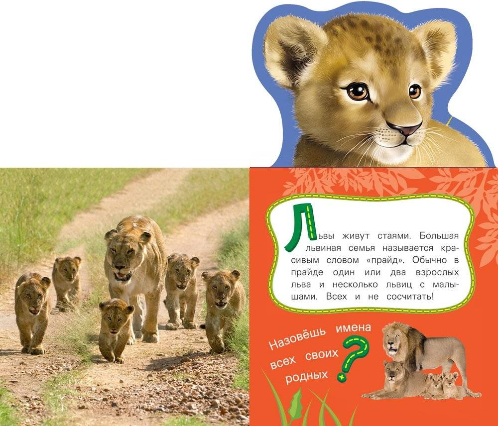 Лев фото книги 2