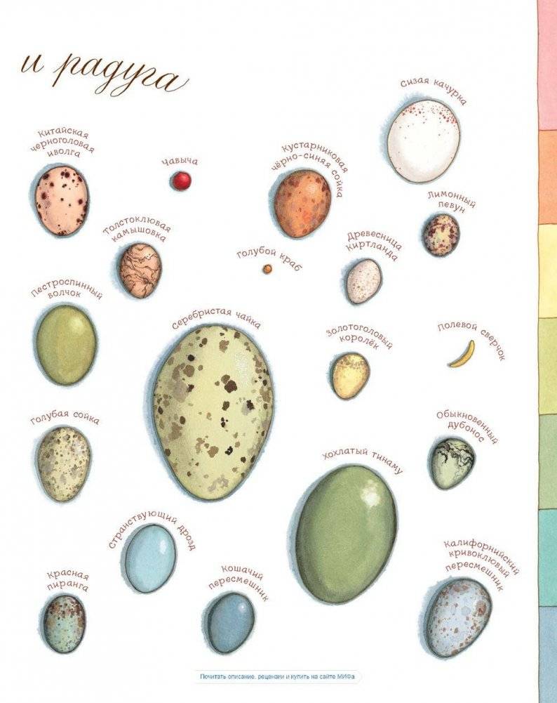 Яйцо любит тишину фото книги 9