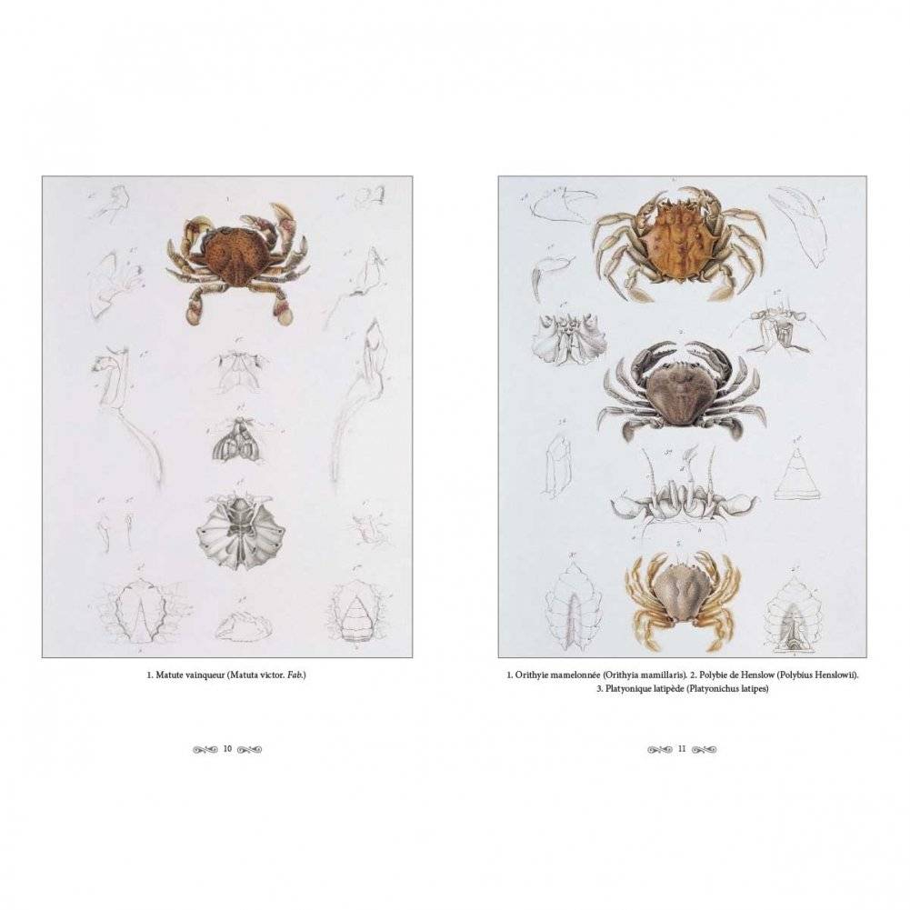 Ж.-Л. Кювье. Царство животных. Членистые. Ракообразные фото книги 3