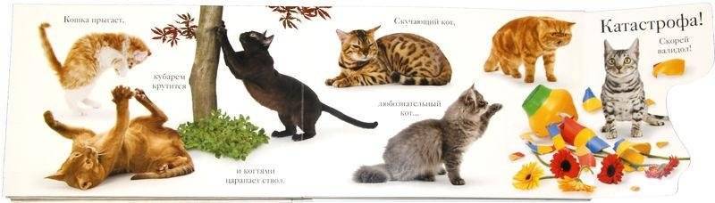 Мяу фото книги 3