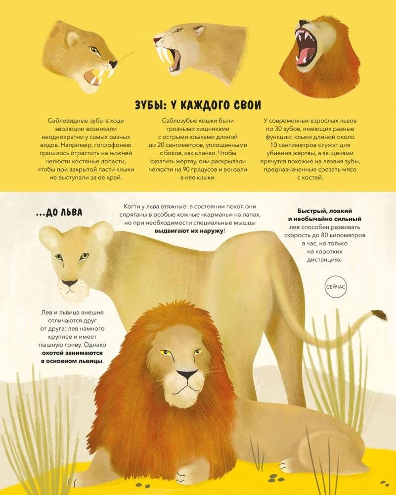 Эволюция. Как изменилась жизнь за миллиарды лет фото книги 9