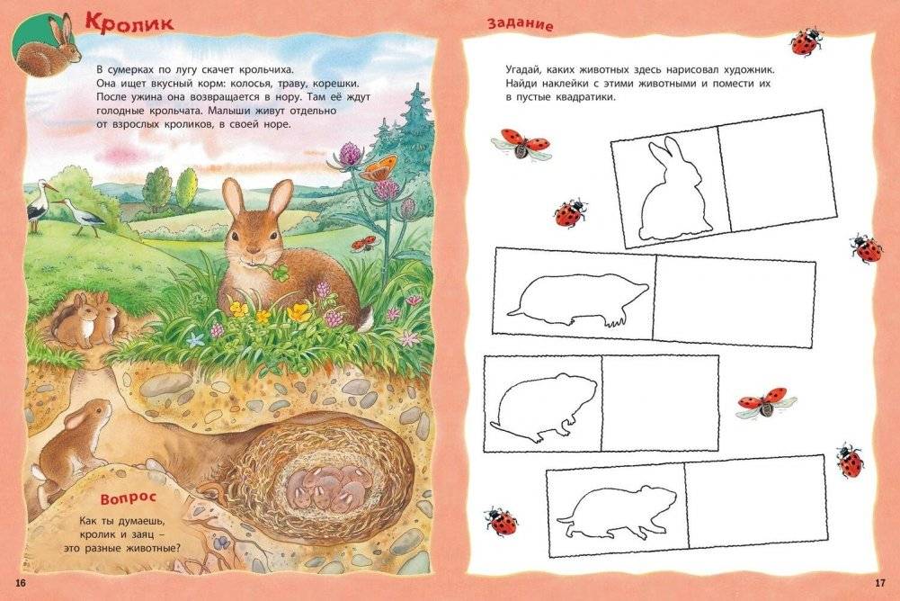 Кто живёт на лугу? Книжка-активити с развивающими заданиями, головоломками, наклейками фото книги 5