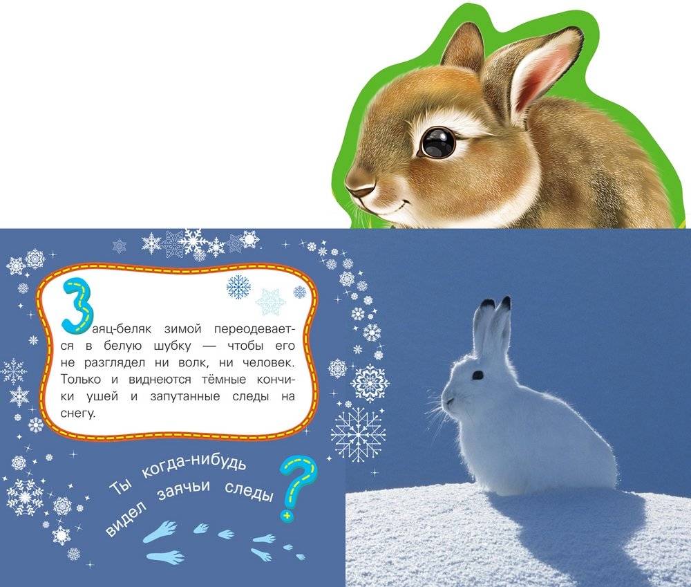 Заяц фото книги 2