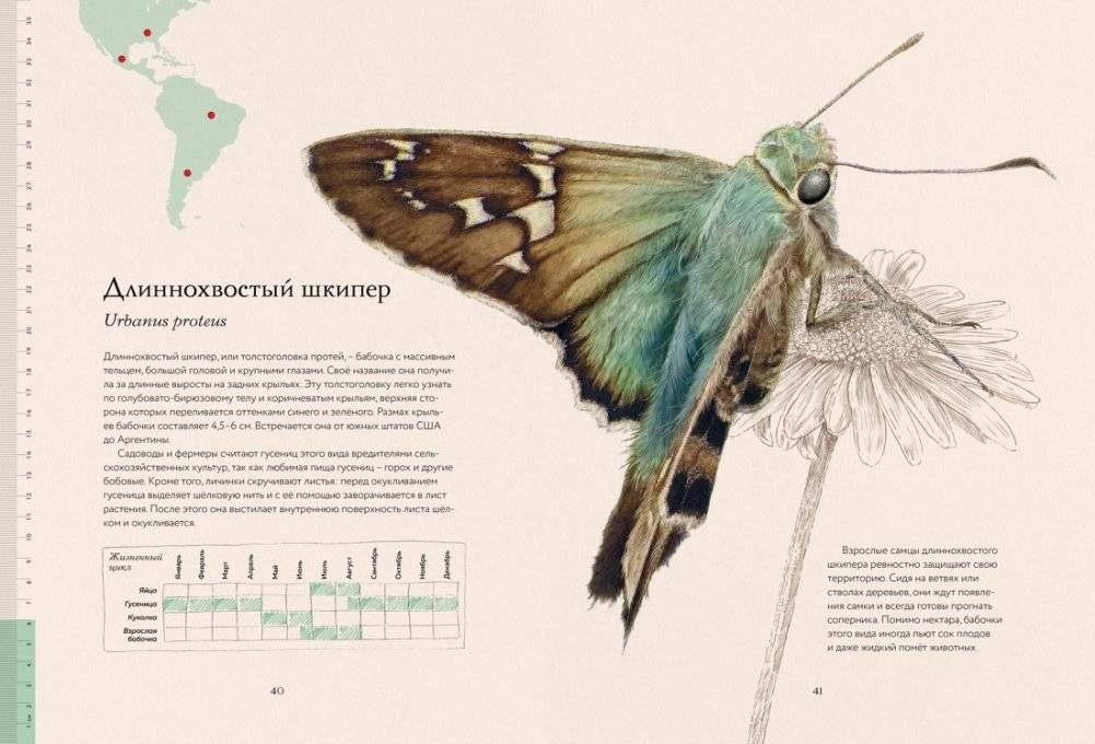 Загадочный мир бабочек фото книги 6