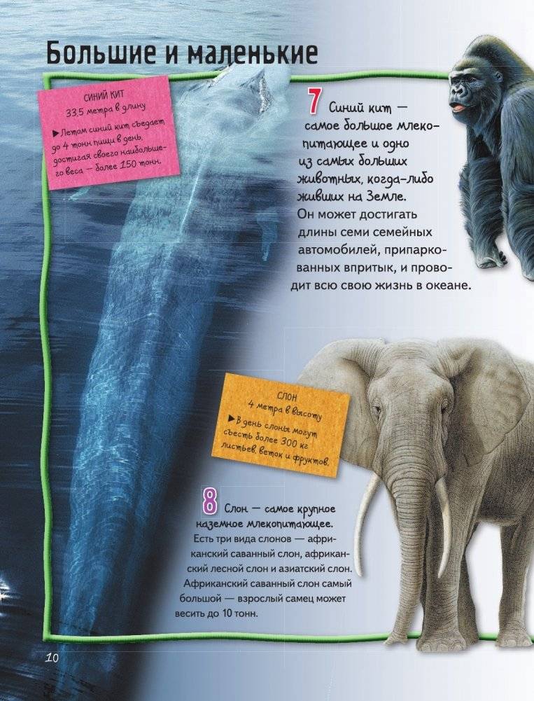 Животные фото книги 11