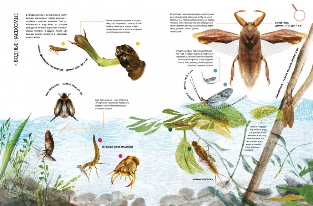 Насекомые в натуральную величину фото книги 8