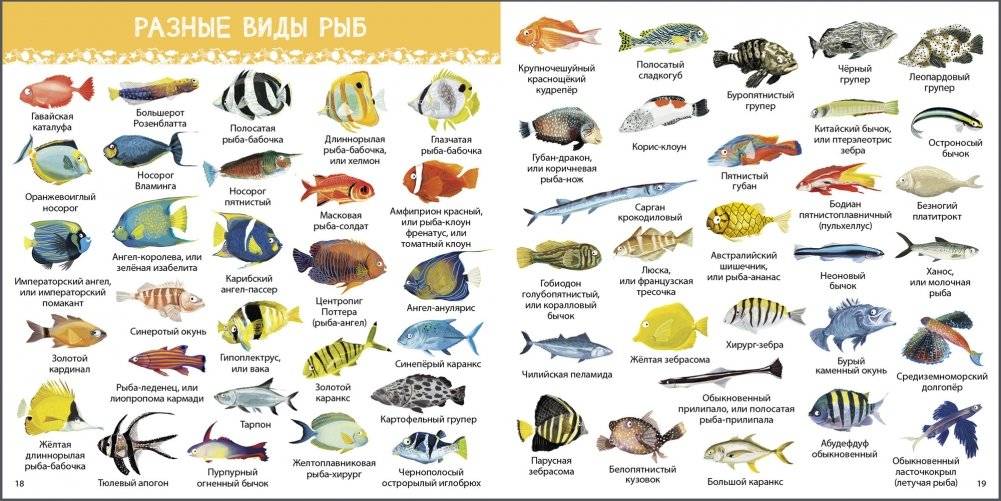 1000 картинок. Подводный мир фото книги 4