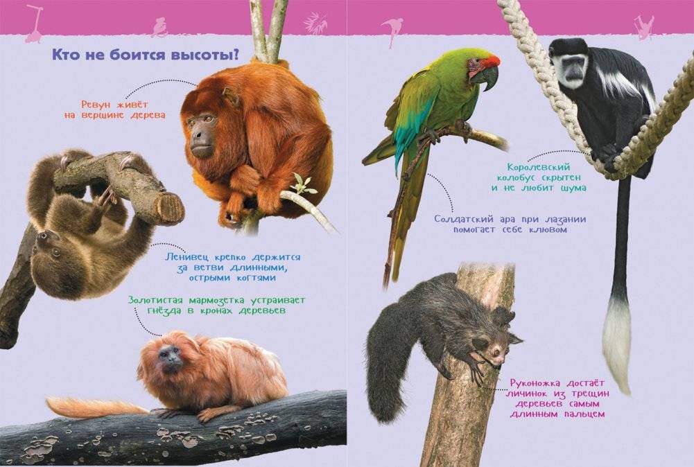 Джунгли. Энциклопедия для детского сада фото книги 3