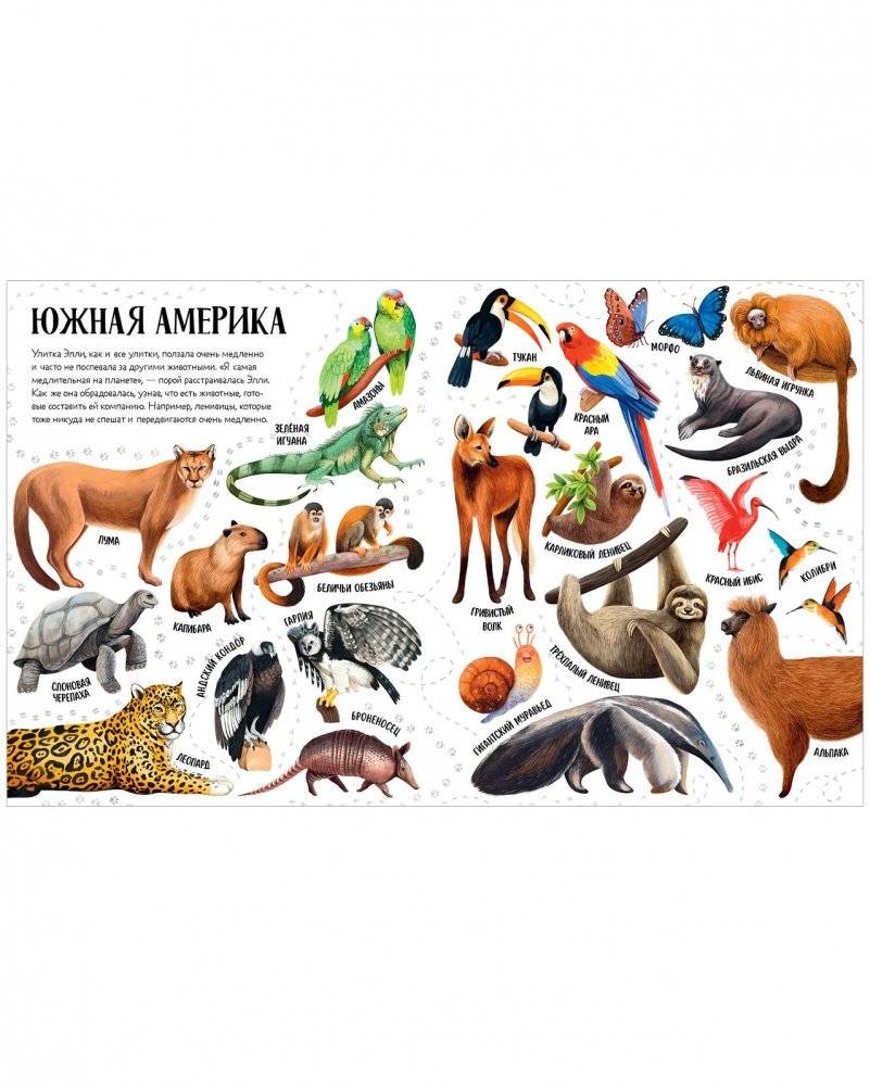 Приключения улитки Элли в мире животных (мягкая обложка) фото книги 3