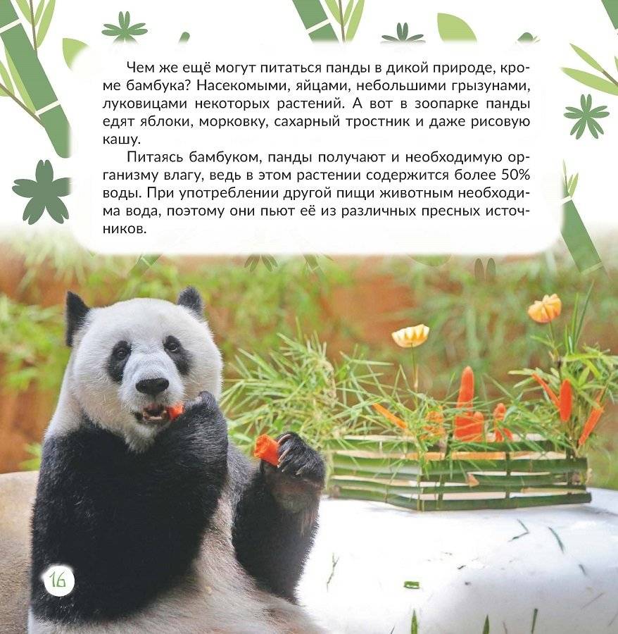 Панда: всё о забавных мишках фото книги 5