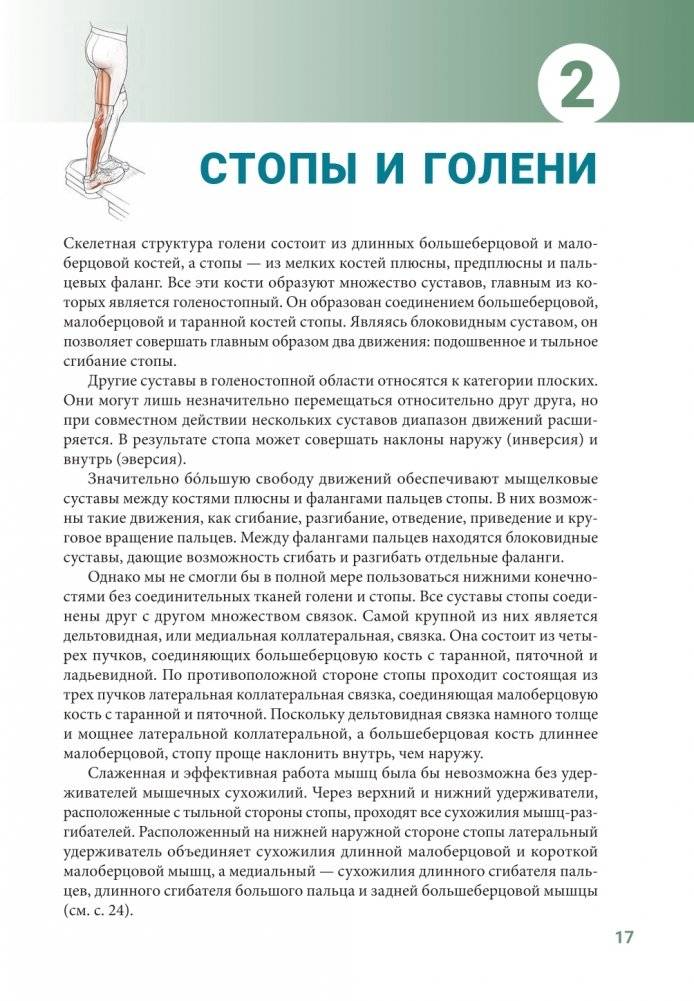 Анатомия упражнений на растяжку (новейшая редакция) фото книги 16