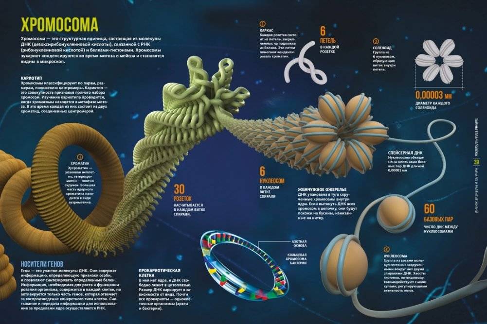 Тайны тела человека. Большая иллюстрированная энциклопедия фото книги 4