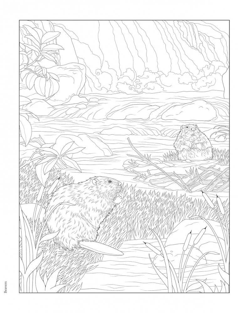 Creative Haven Forest & Woodland Wildlife Coloring Book фото книги 5
