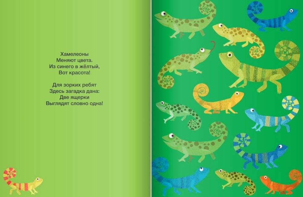 Где здесь пара? Книжка для наблюдательных ребят фото книги 4