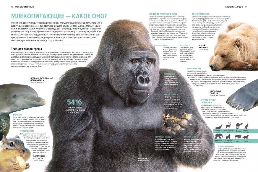 Тайны животных. Большая иллюстрированная энциклопедия фото книги 5
