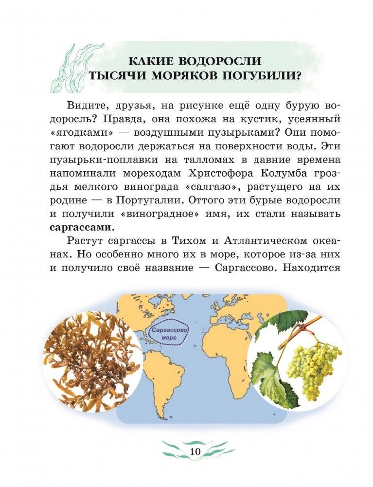 Чем удивляют водоросли? фото книги 5