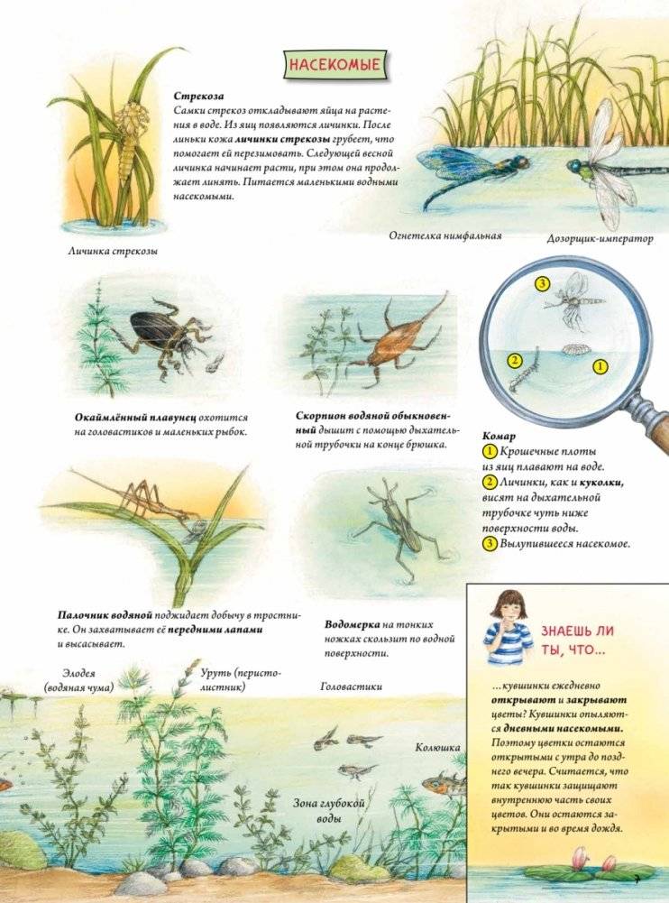 Животные и растения рек, озёр и морей. BIObook А. Толмачёва фото книги 6