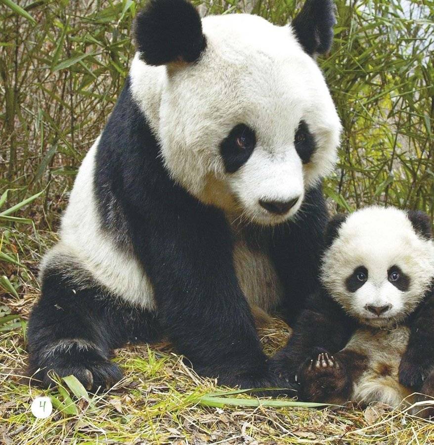 Панда: всё о забавных мишках фото книги 3