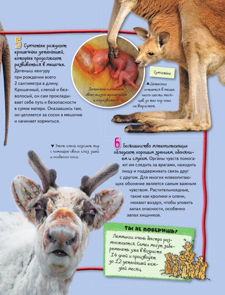 Животные фото книги 10