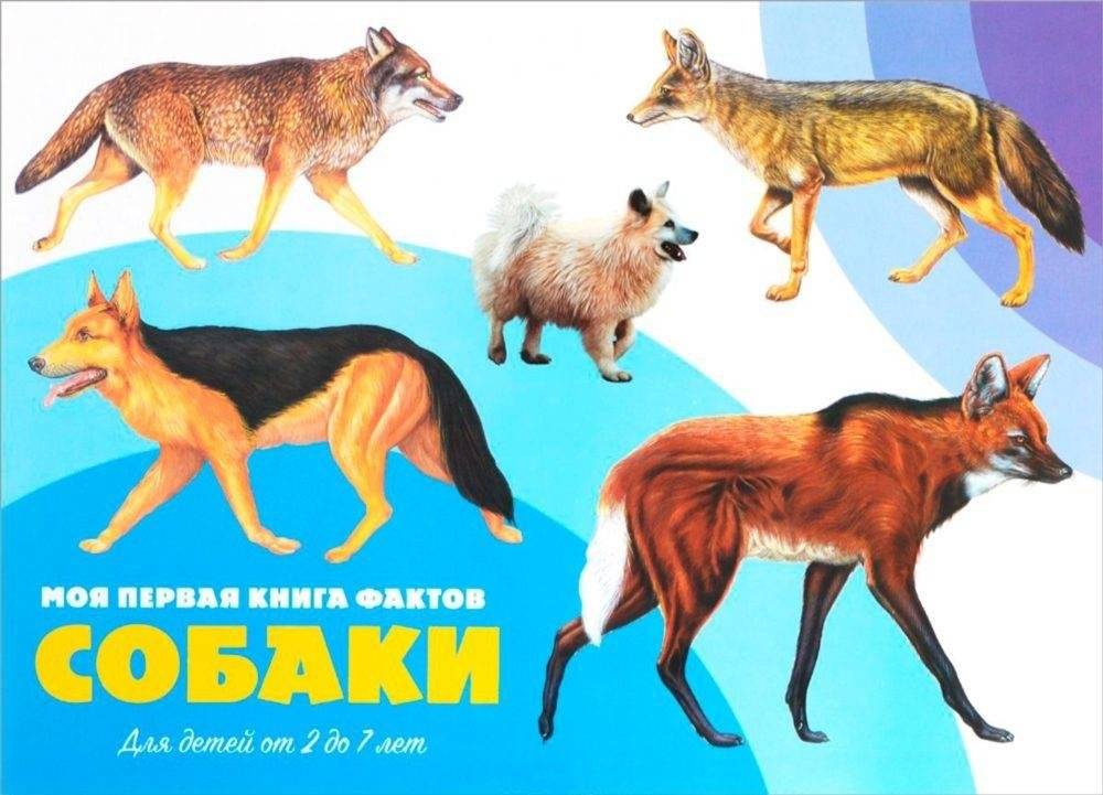Моя первая книга фактов. Собаки фото книги 4