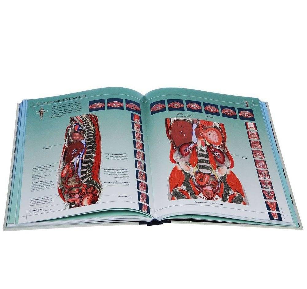 Анатомия человека 360°. Иллюстрированный атлас фото книги 4