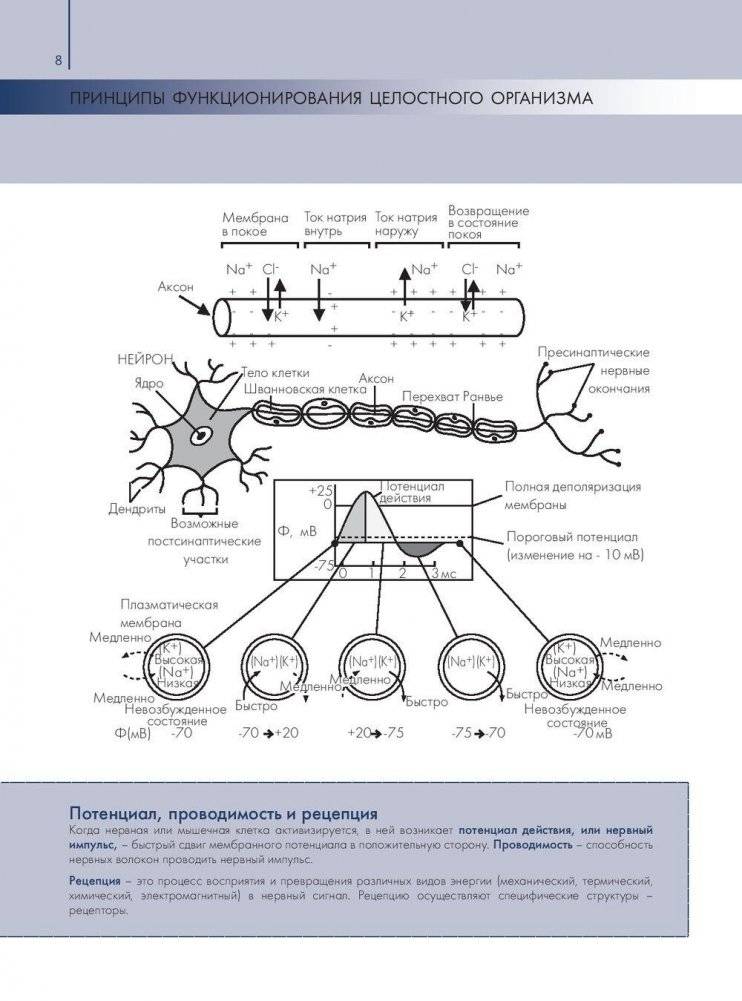 Анатомия и физиология. Большой популярный атлас фото книги 9