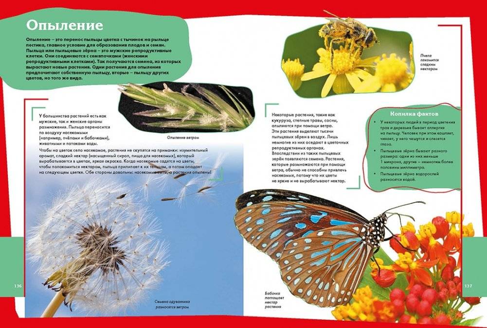 Лучшая энциклопедия для маленьких любознашек фото книги 4