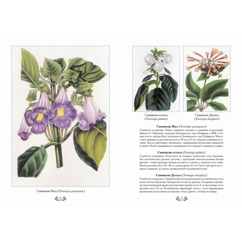 Самые красивые цветы. Дж. Пакстон фото книги 5
