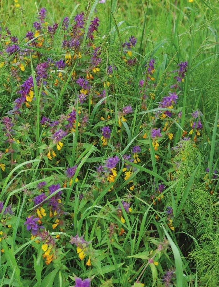 Лекарственные растения. Большая иллюстрированная энциклопедия фото книги 3