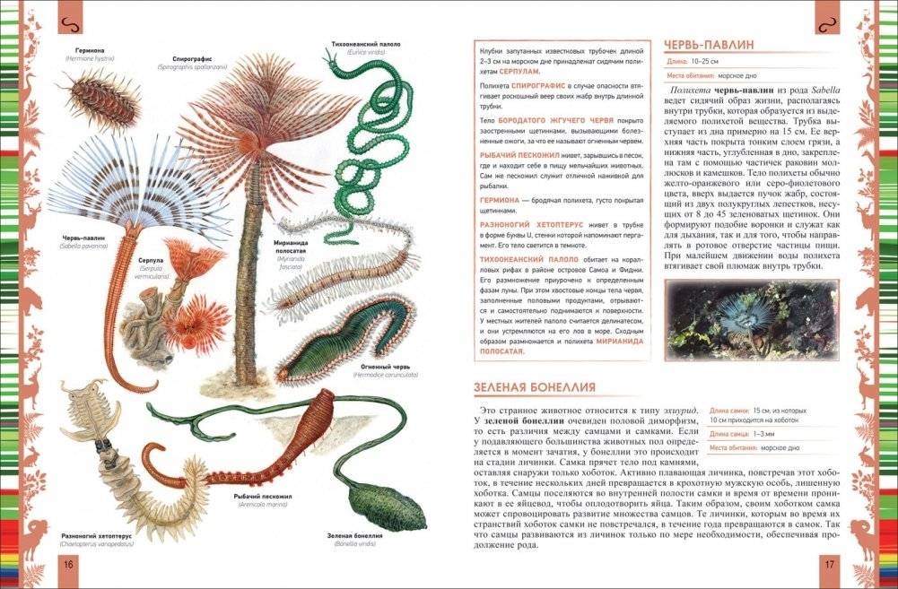 Животные. Большая энциклопедия фото книги 3