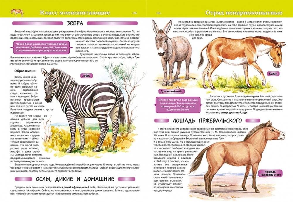 Животные. Большая детская энциклопедия фото книги 5