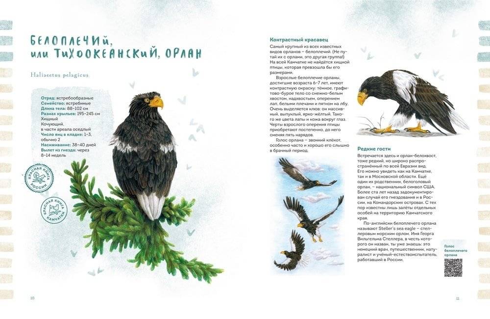 Птицы Камчатки фото книги 3