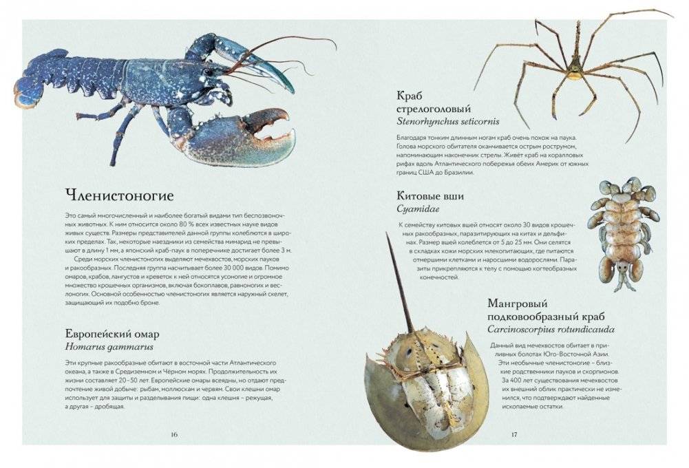 Океан и его обитатели фото книги 4