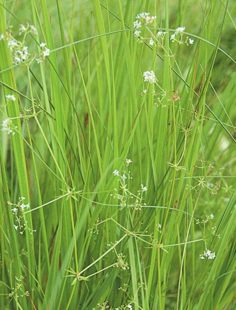 Большая иллюстрированная энциклопедия лекарственных растений фото книги 3