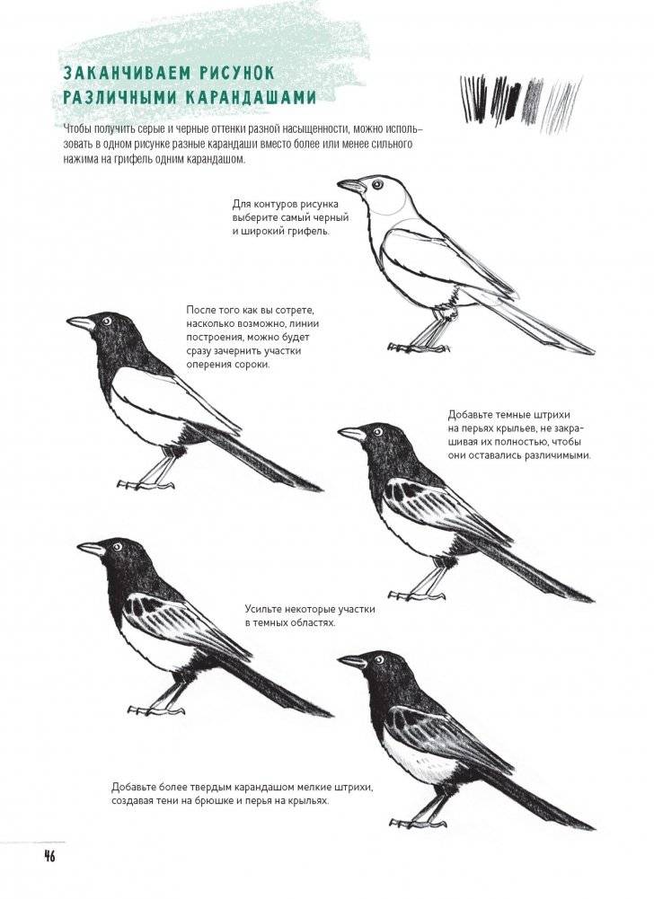 Создаем наброски животных и птиц шаг за шагом. Скетчбук начинающего художника (зеленый, зебра) фото книги 9