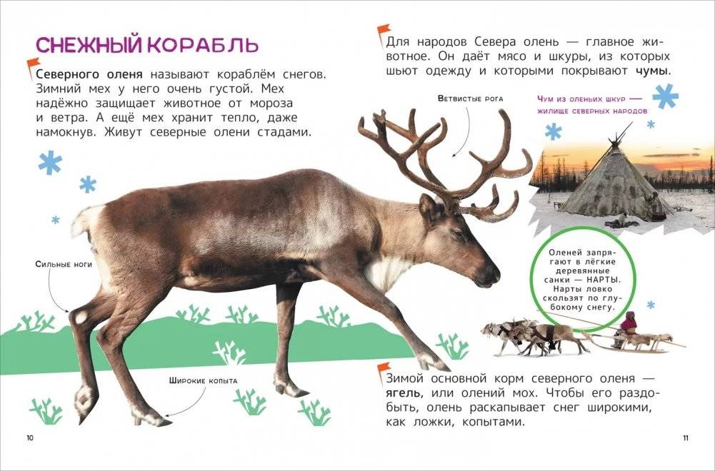 Животные. Энциклопедия для первого чтения с крупными буквами фото книги 3