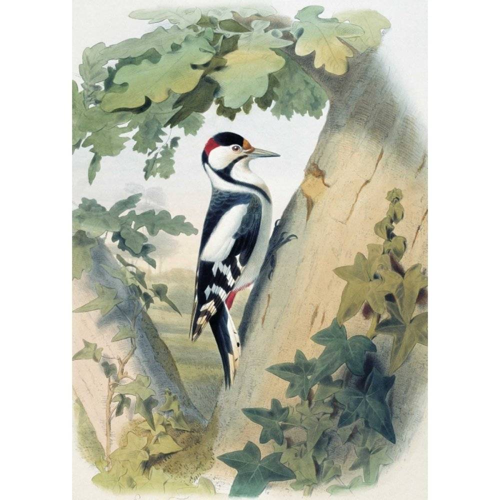 Самые красивые птицы. Иллюстрации Э. Травье фото книги 5