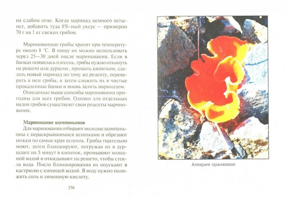 Грибная энциклопедия фото книги 2