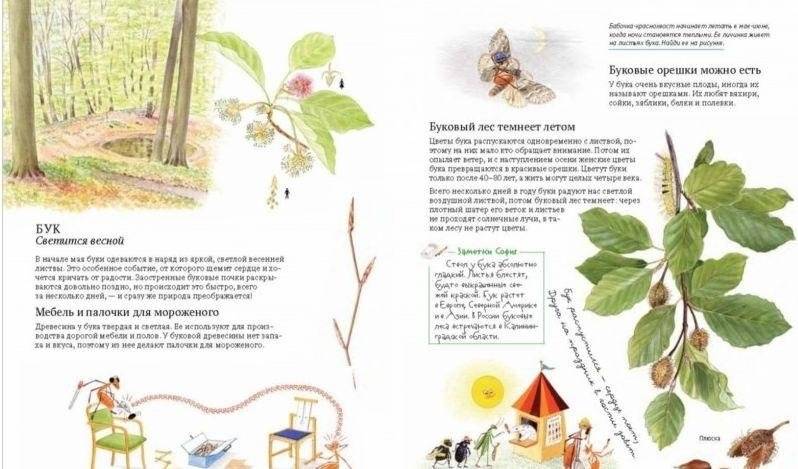 Софи в мире деревьев фото книги 5