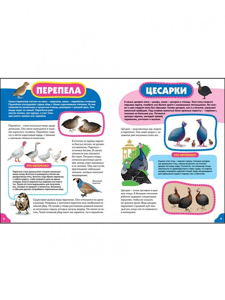 Птицы для самых маленьких. Лучшая энциклопедия для малышей фото книги 2