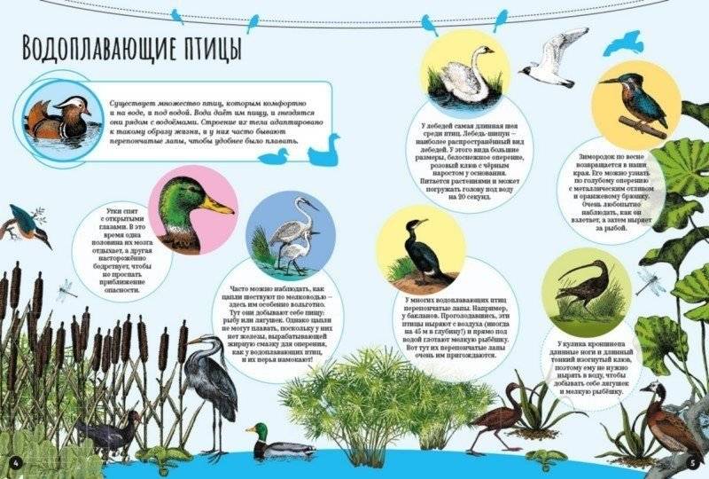Птицы фото книги 3