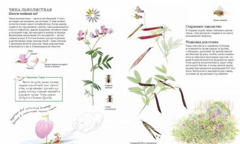 Софи в мире цветов фото книги 5