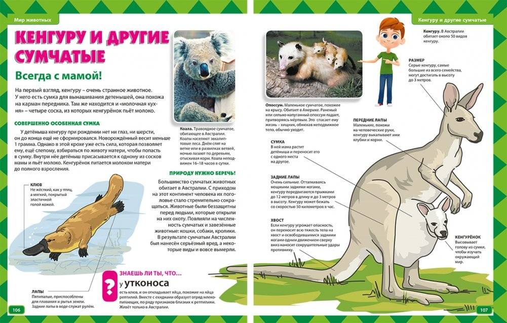 Всё про всё. Новая детская энциклопедия фото книги 4