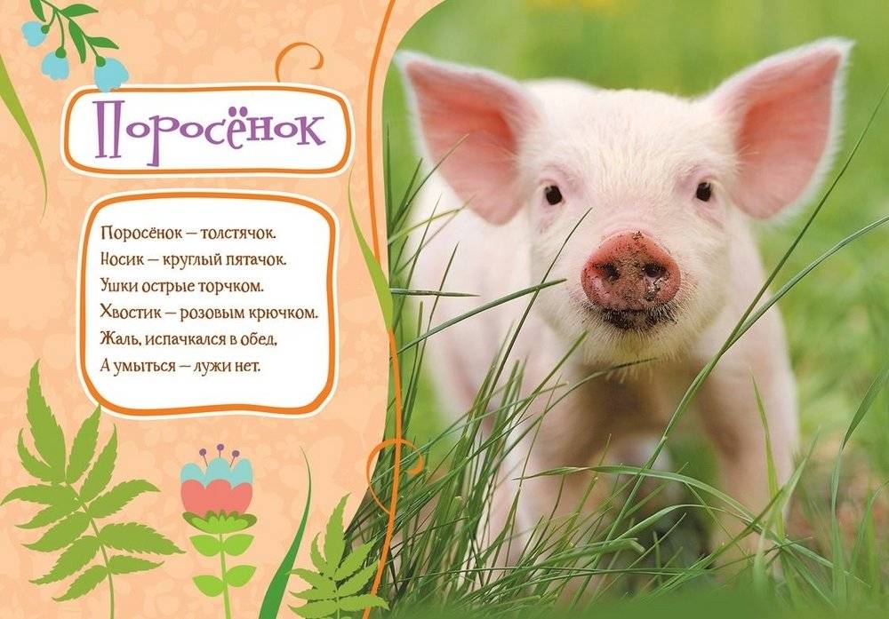 На ферме фото книги 2