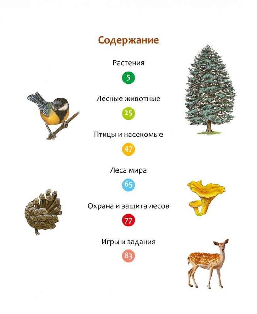 Жизнь леса фото книги 2